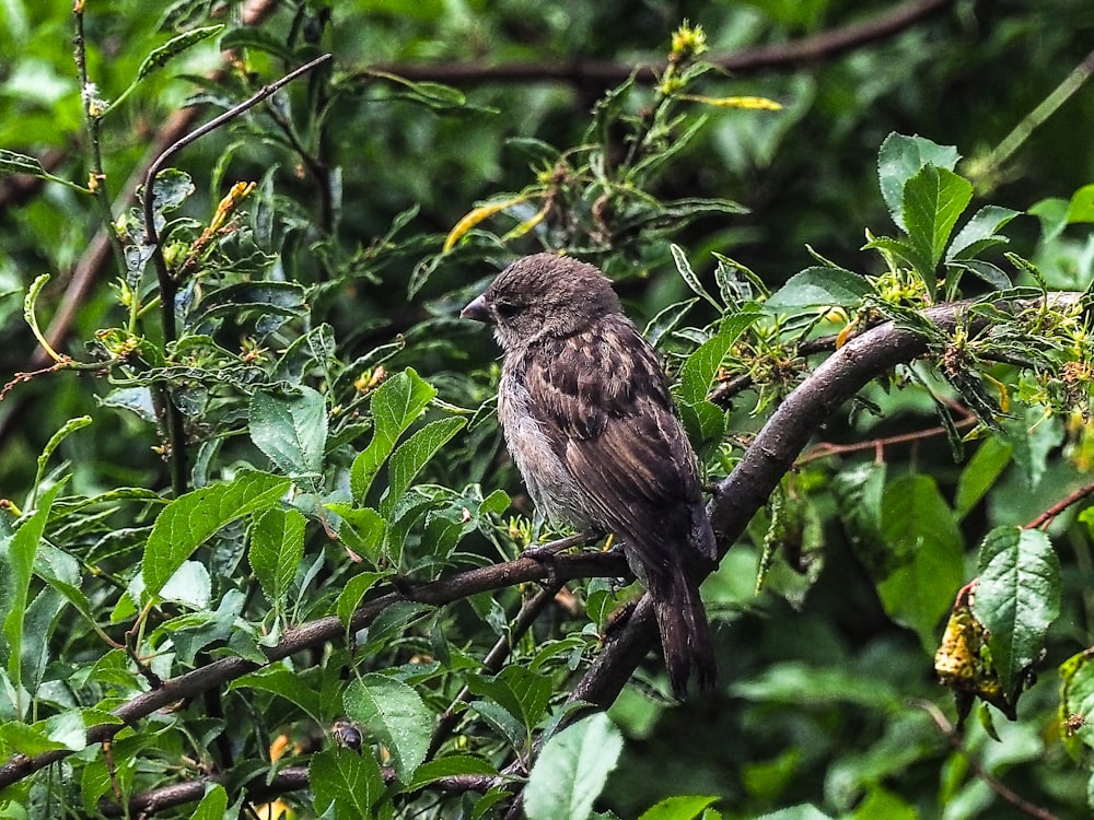 un uccello seduto su un ramo in un albero