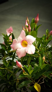 A close-up of a blooming flower symbolizing growth.