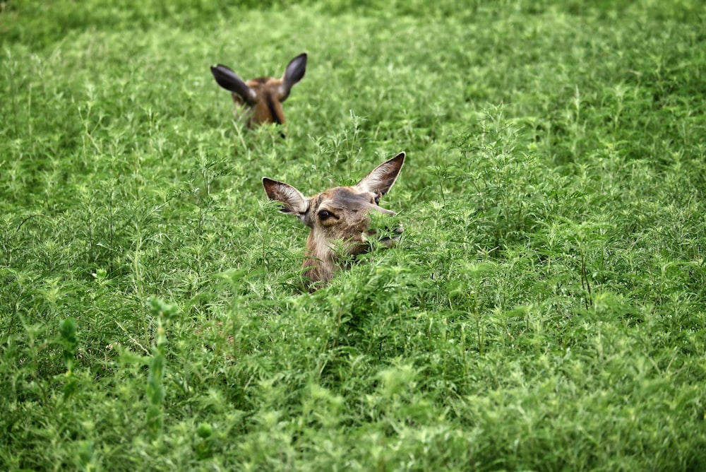 un couple de cerfs debout au sommet d’un champ verdoyant
