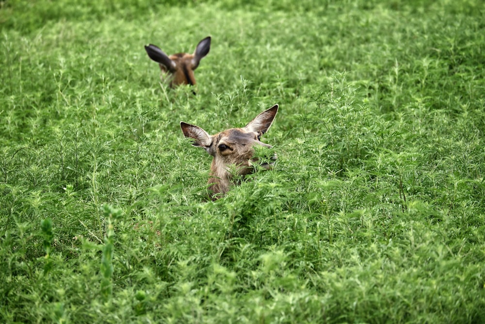 a couple of deer standing on top of a lush green field