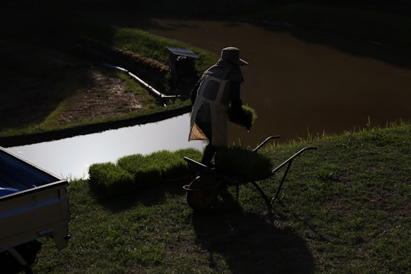 A person wearing a hat and protective clothing is carrying trays of seedlings next to a small body of water. The setting appears to be a rural, agricultural area with green grass surrounding the water's edge.