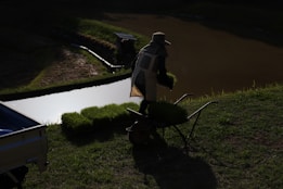 A person wearing a hat and protective clothing is carrying trays of seedlings next to a small body of water. The setting appears to be a rural, agricultural area with green grass surrounding the water's edge.