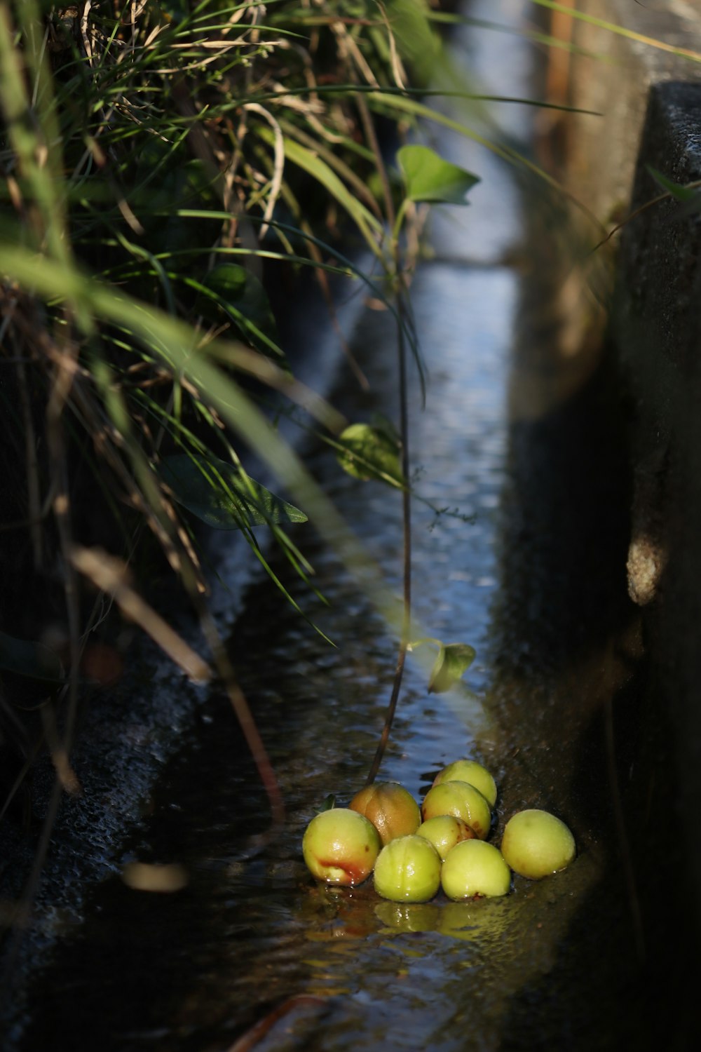 a bunch of green apples sitting on the side of a river