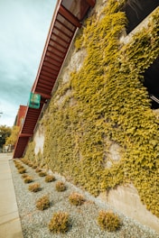 A vertical garden wall with lush green ivy covering most of the surface. There is a staircase with red railings on the side, and small shrubs planted in a gravel bed along the sidewalk. The scene is outdoors with a blue sky partly visible.