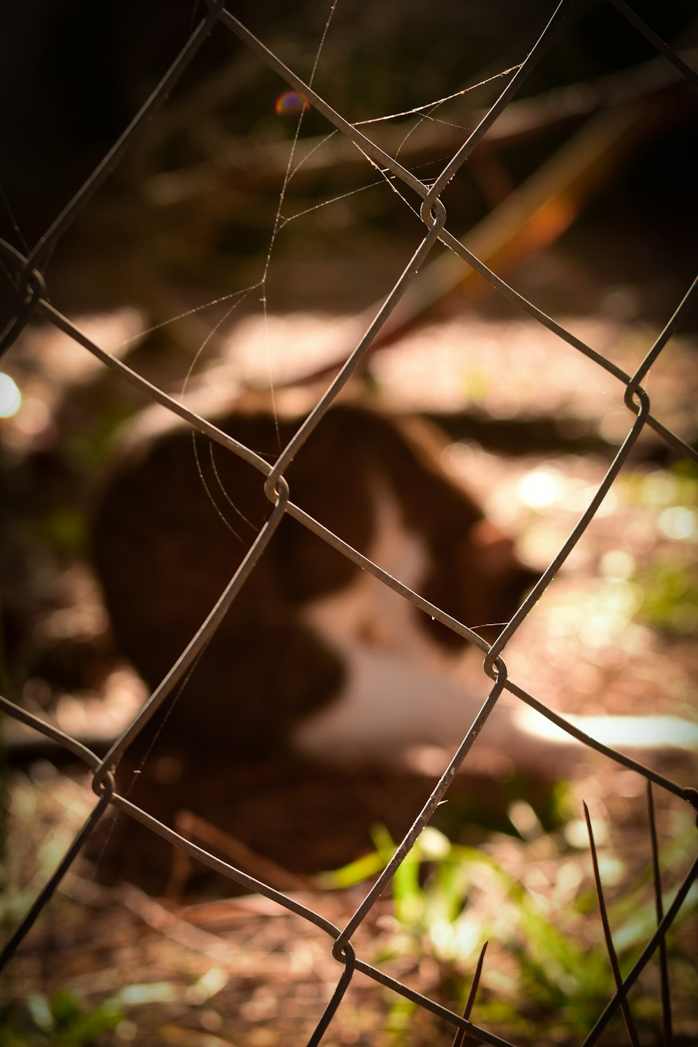 a cat behind a fence looking at the ground