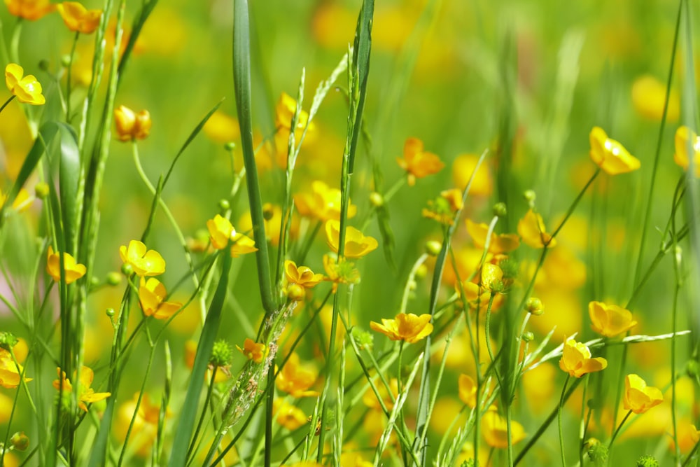 a field full of yellow flowers and green grass