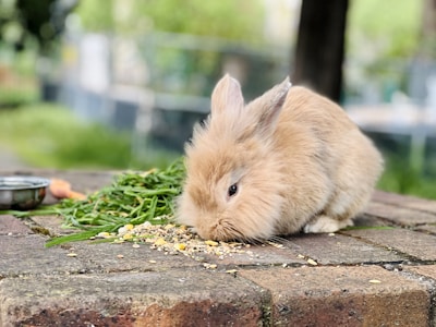 A fluffy brown rabbit is eating a mix of grains on a brick surface. Next to the rabbit, there is a small pile of green grass and a metal dish. The background is blurred, showing greenery, suggesting an outdoor setting.