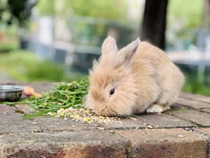 A small rabbit nibbling on a fresh treat from a peludo branded bowl outdoors