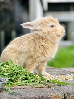 A fluffy, beige rabbit sits on a brick surface next to a pile of fresh green grass and scattered seeds. The rabbit appears content, with ears slightly perked and fur ruffled by the wind. The background is blurred but hints at an outdoor setting with greenery.