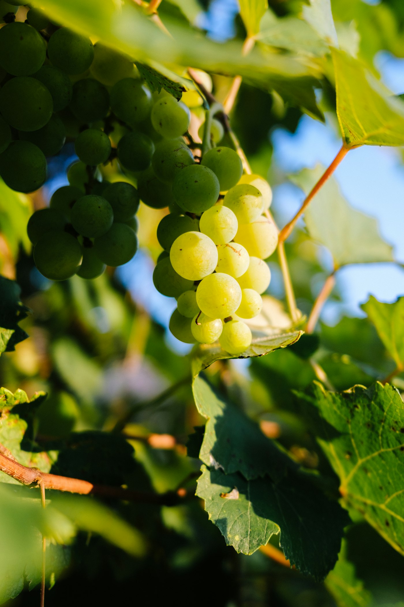 Grape clusters ripening on the vine in an English vineyard