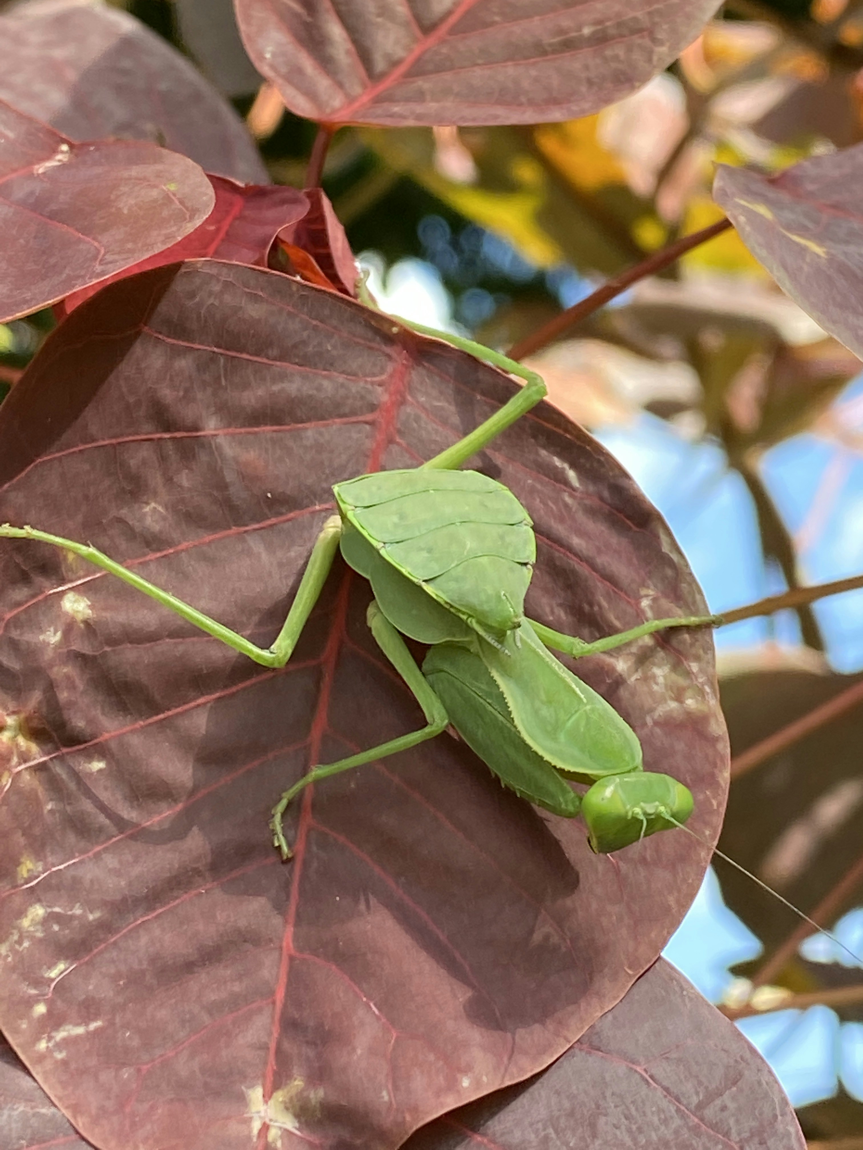 Praying Mantis Nymph