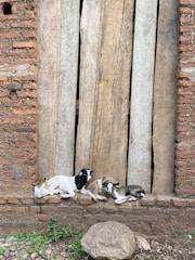 Goats resting near a wooden fence in a rural setting.