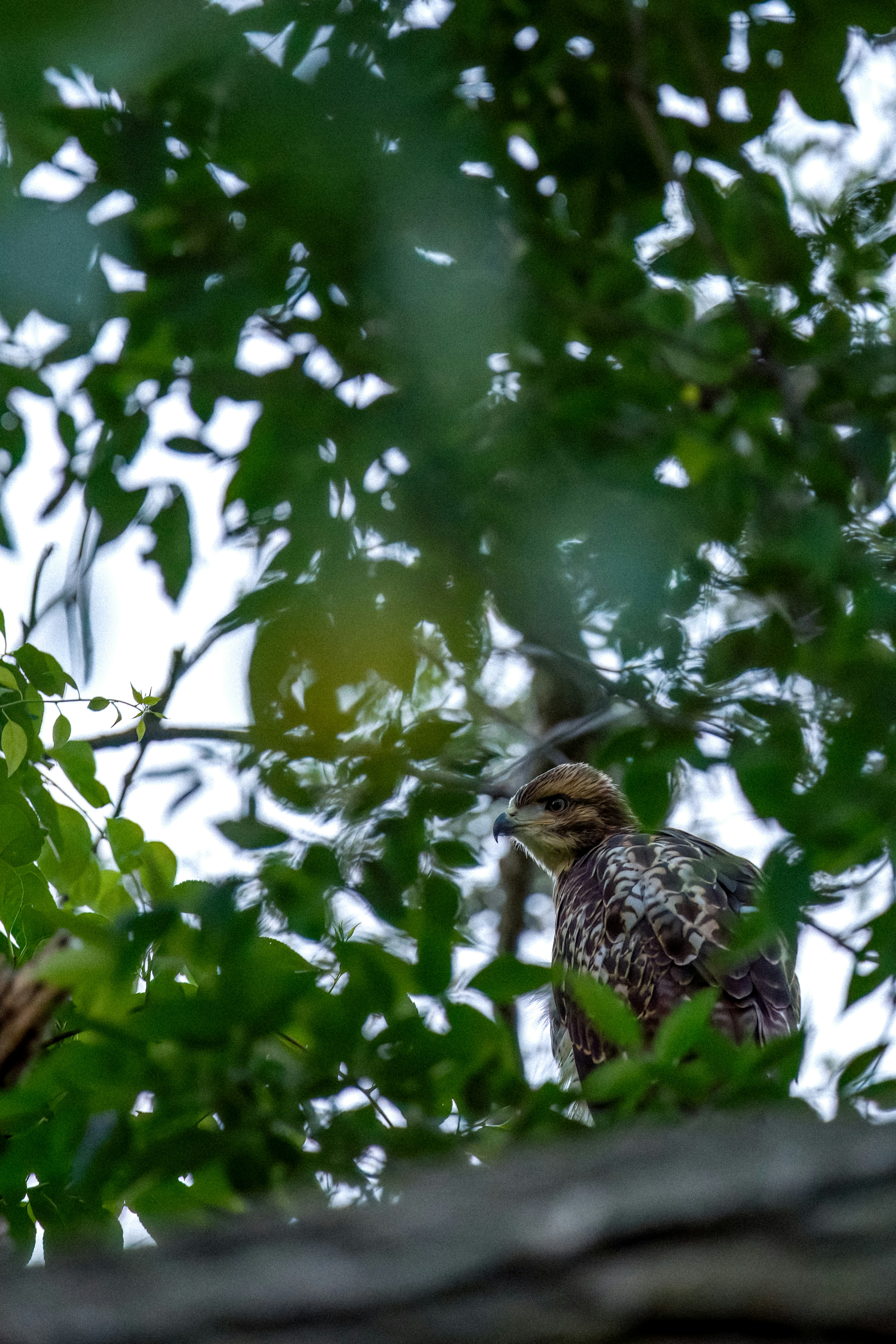 Un oiseau assis dans un arbre regardant la caméra