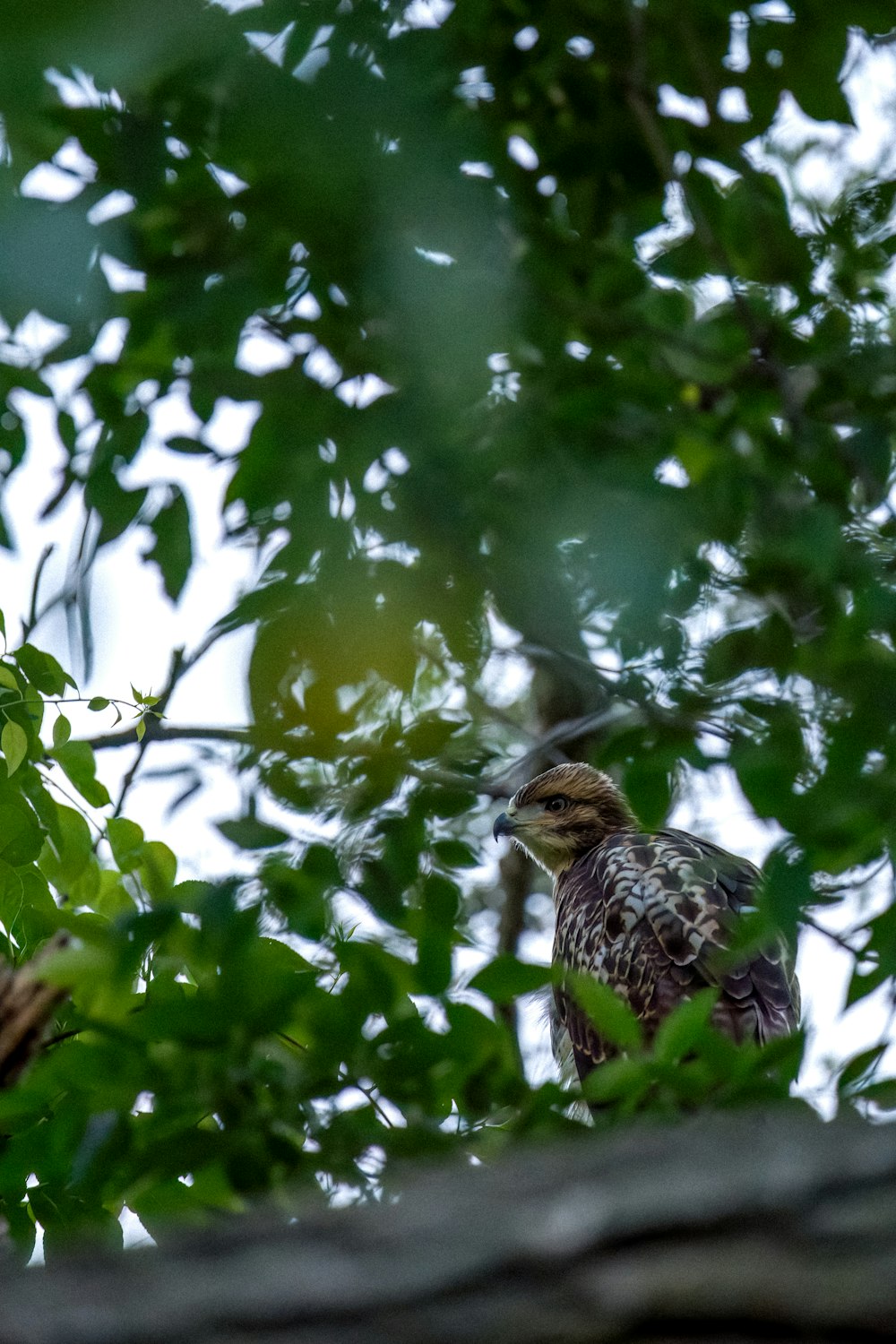 a bird sitting in a tree looking at the camera