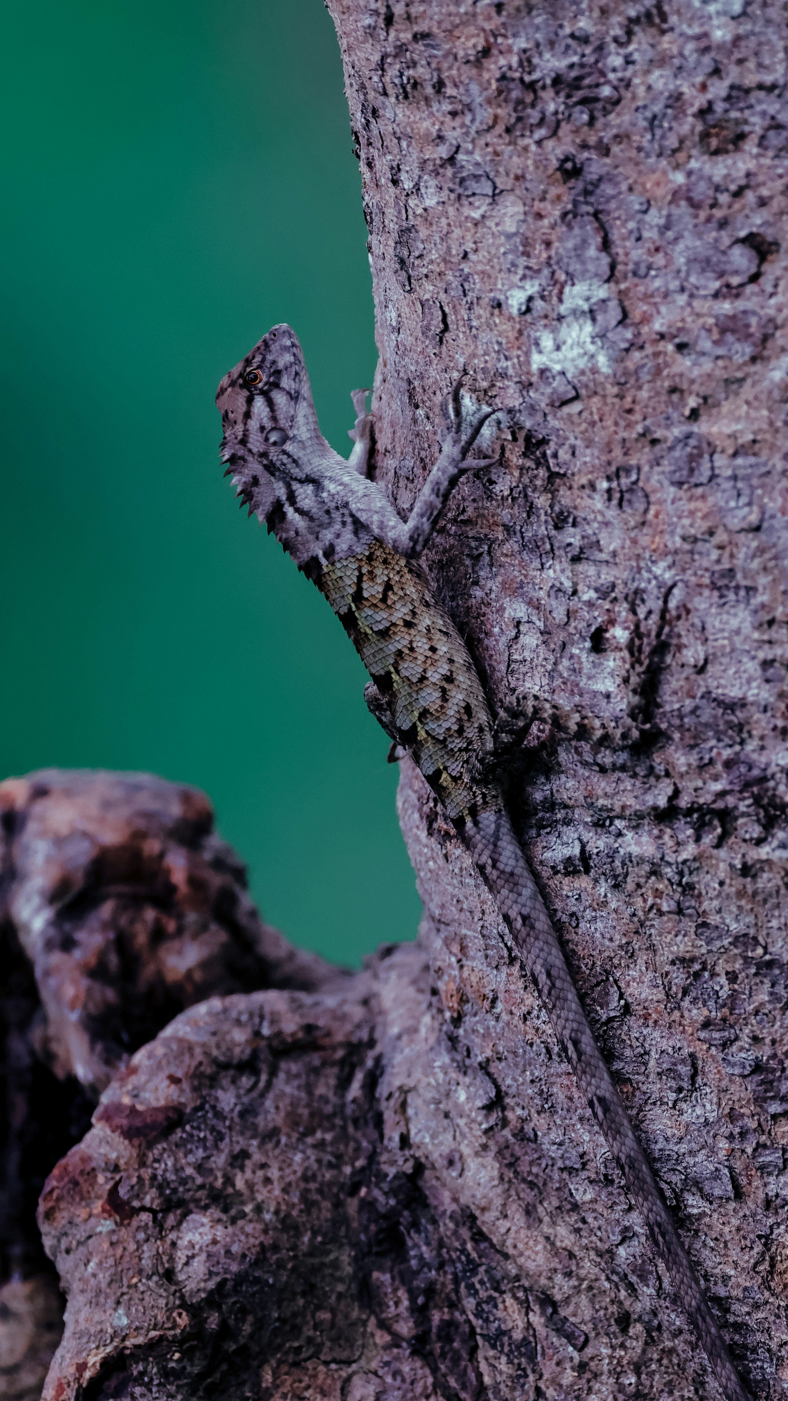 크레스티드 게코 먹이 주기 횟수와 야행성 습성에 맞춘 핸들링 노하우 및 주의사항 이미지2