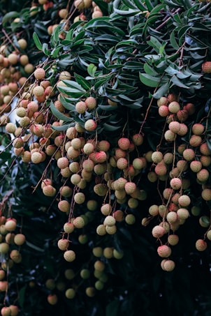 Clusters of lychee fruits hang heavily from the branches of a tree, surrounded by dark green leaves. The lychees are mostly light green with hints of pink, indicating ripeness. The scene is dense with foliage and fruit, suggesting a bountiful harvest.