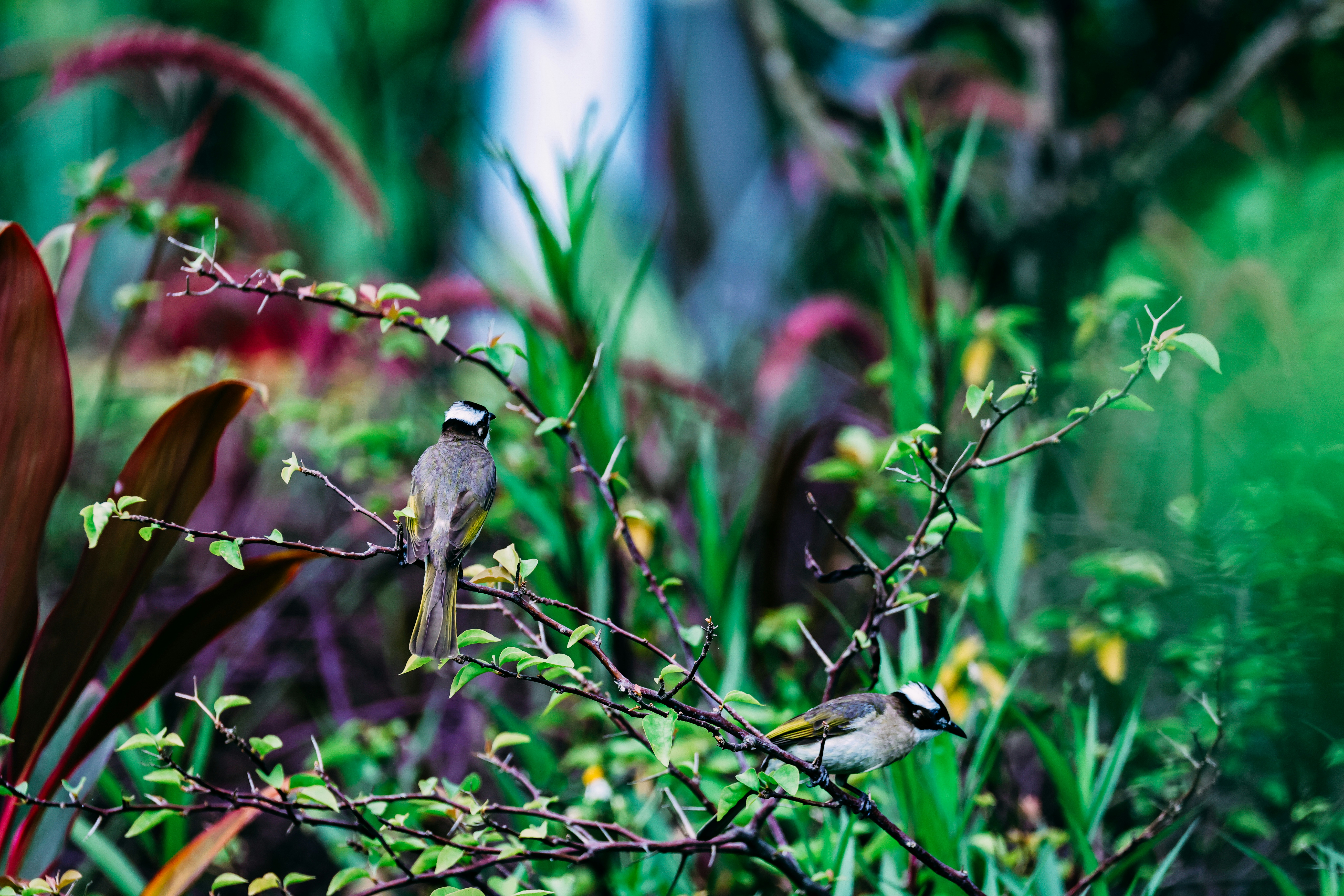 Photo by dickenslin76