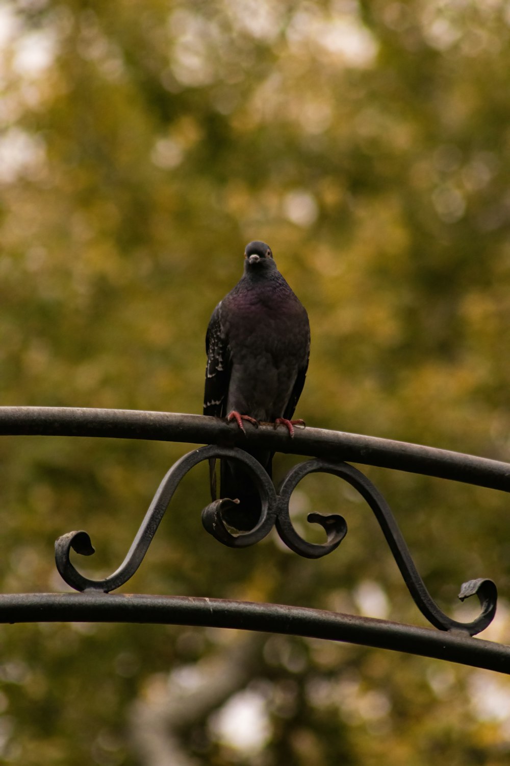 un uccello nero seduto sulla cima di un palo di metallo