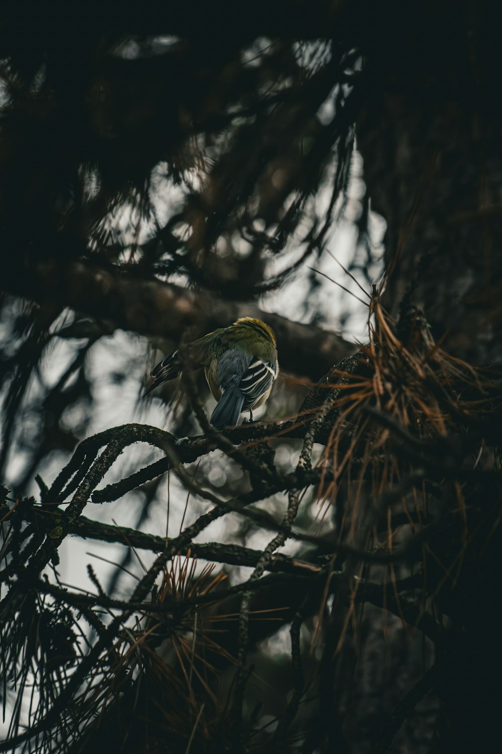 a small bird perched on top of a tree branch