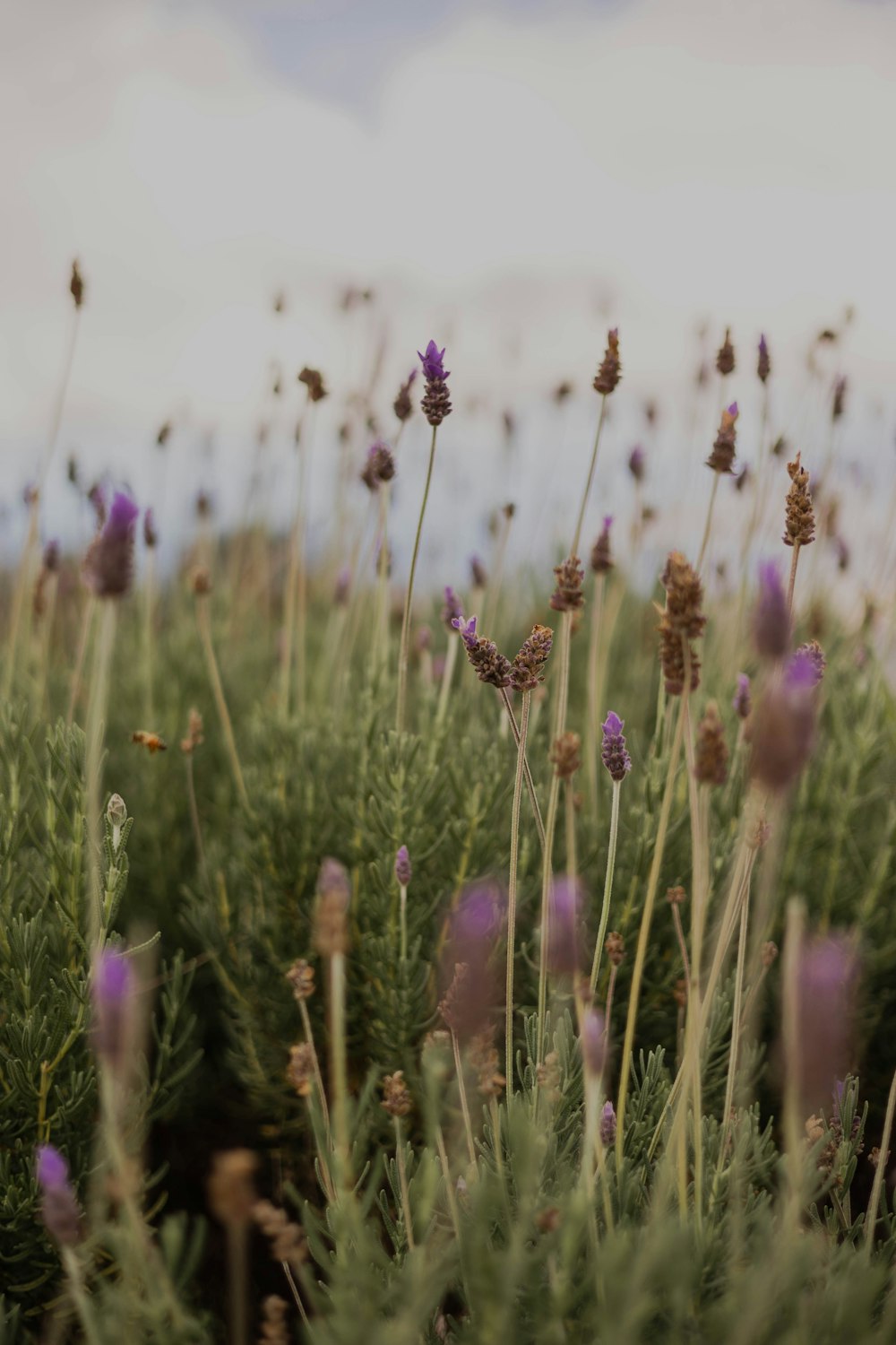 a field full of purple flowers on a sunny day