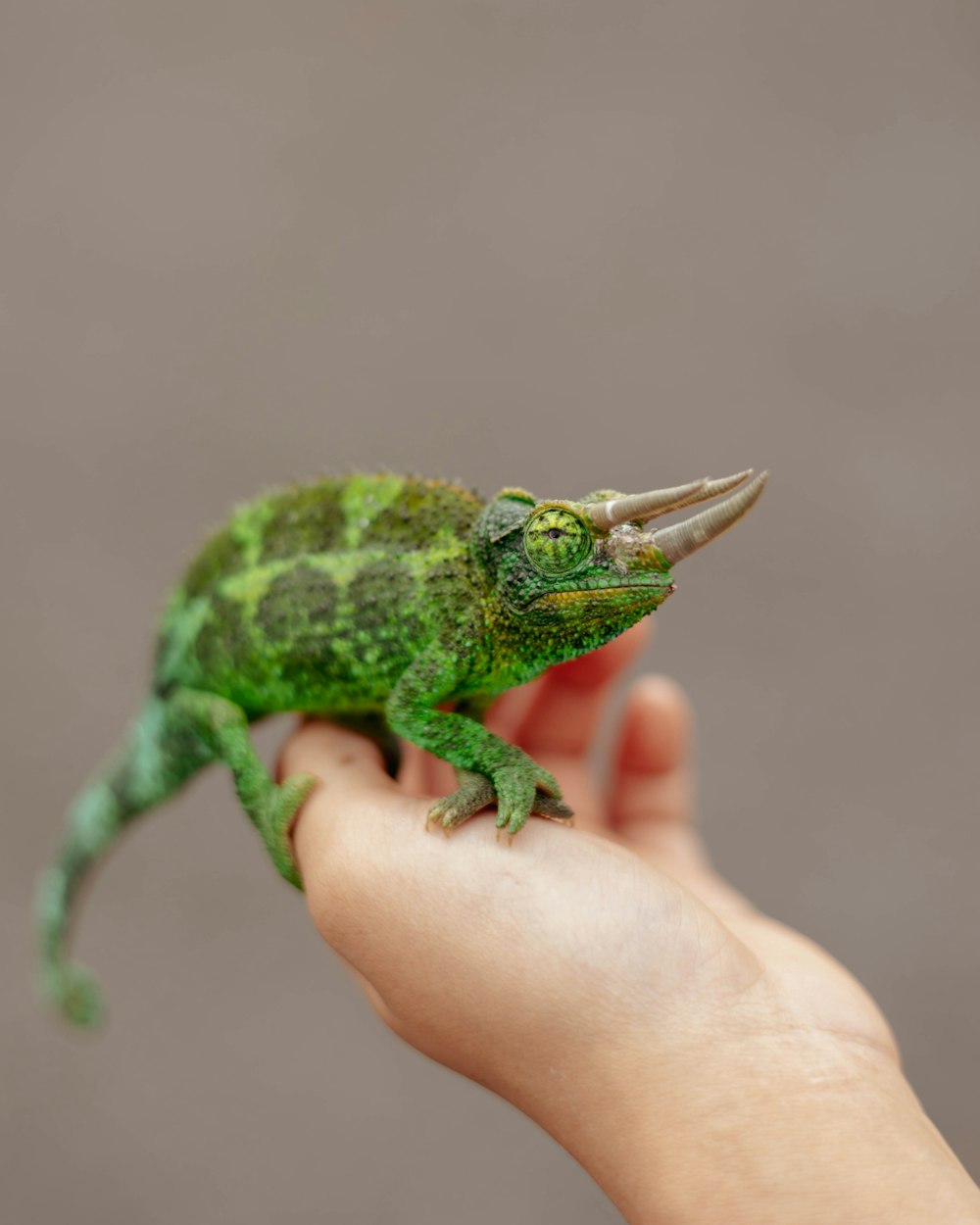 a small green chamelon sitting on top of a persons hand