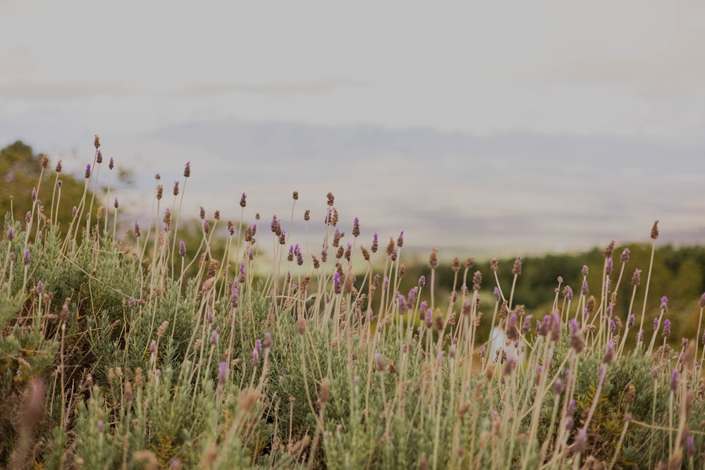 a field of wildflowers with a sky in the background