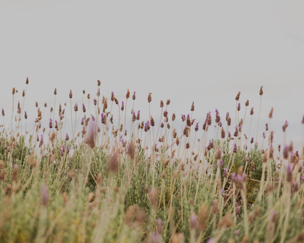 a field of purple flowers with a sky background