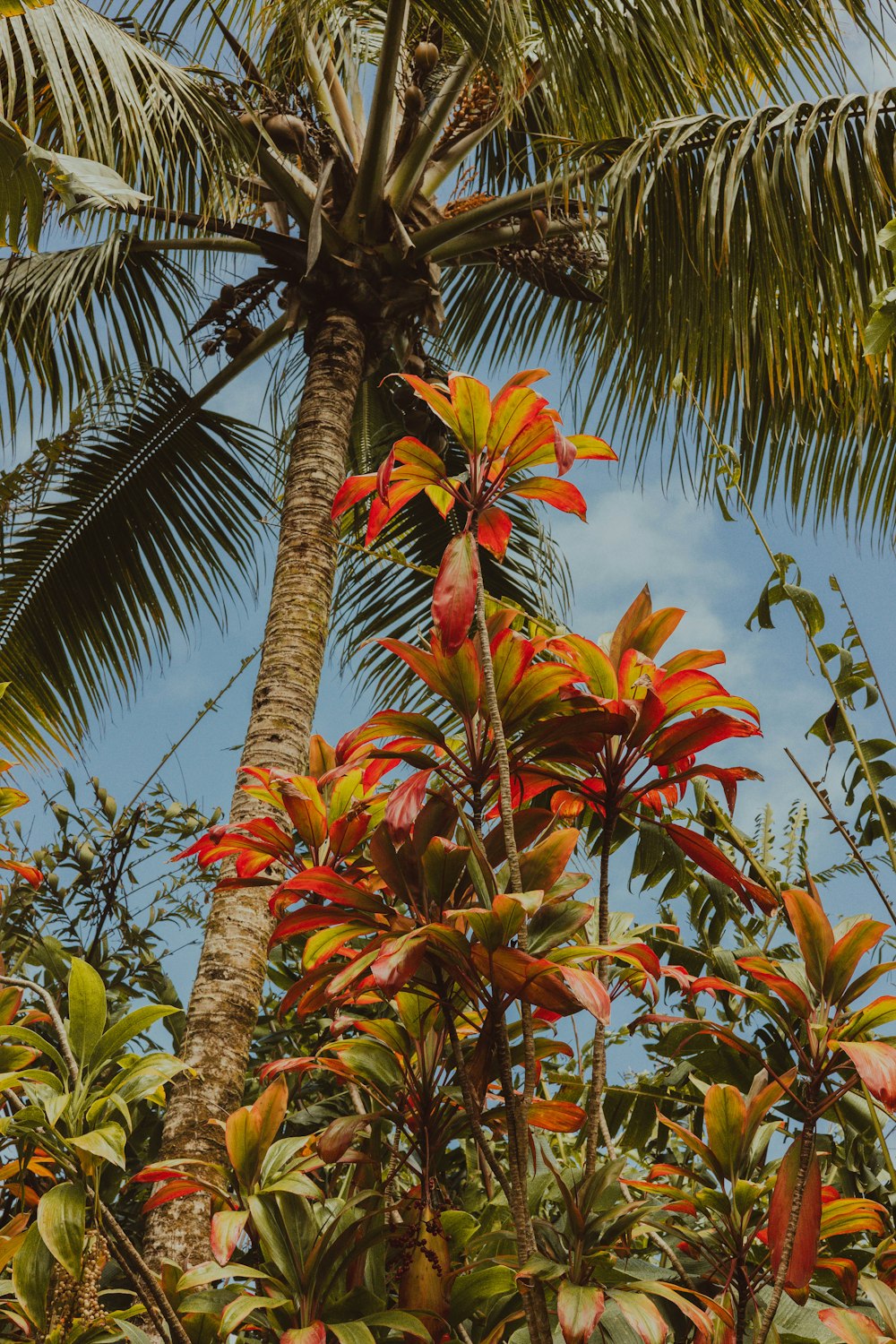 a palm tree with red and green leaves