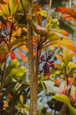 Close-up of vibrant tropical fruit and herbal plants grown in an agroforestry farm.