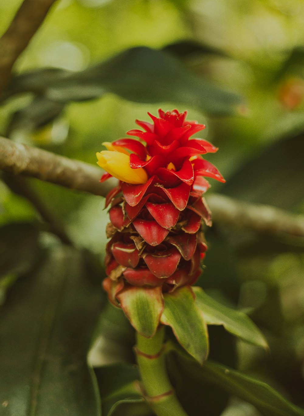 a red and yellow flower on a tree branch