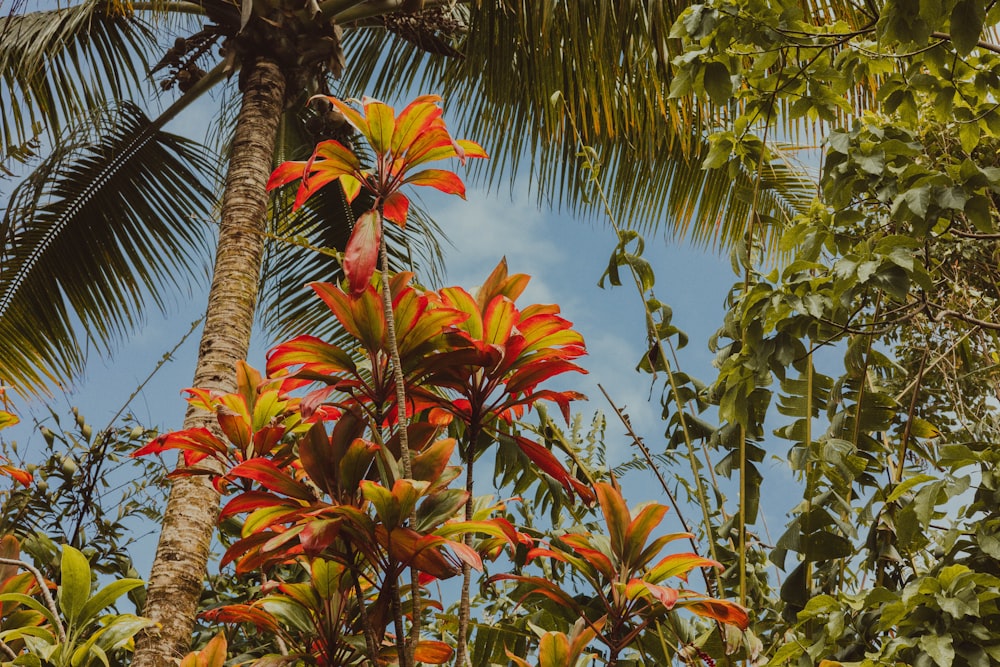 a tree with red and yellow leaves and a blue sky in the background