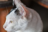 A close-up side profile of a white cat with black markings on its head. Its ears are perked up, and its whiskers are clearly visible. The background is blurred, focusing attention on the cat's facial features.