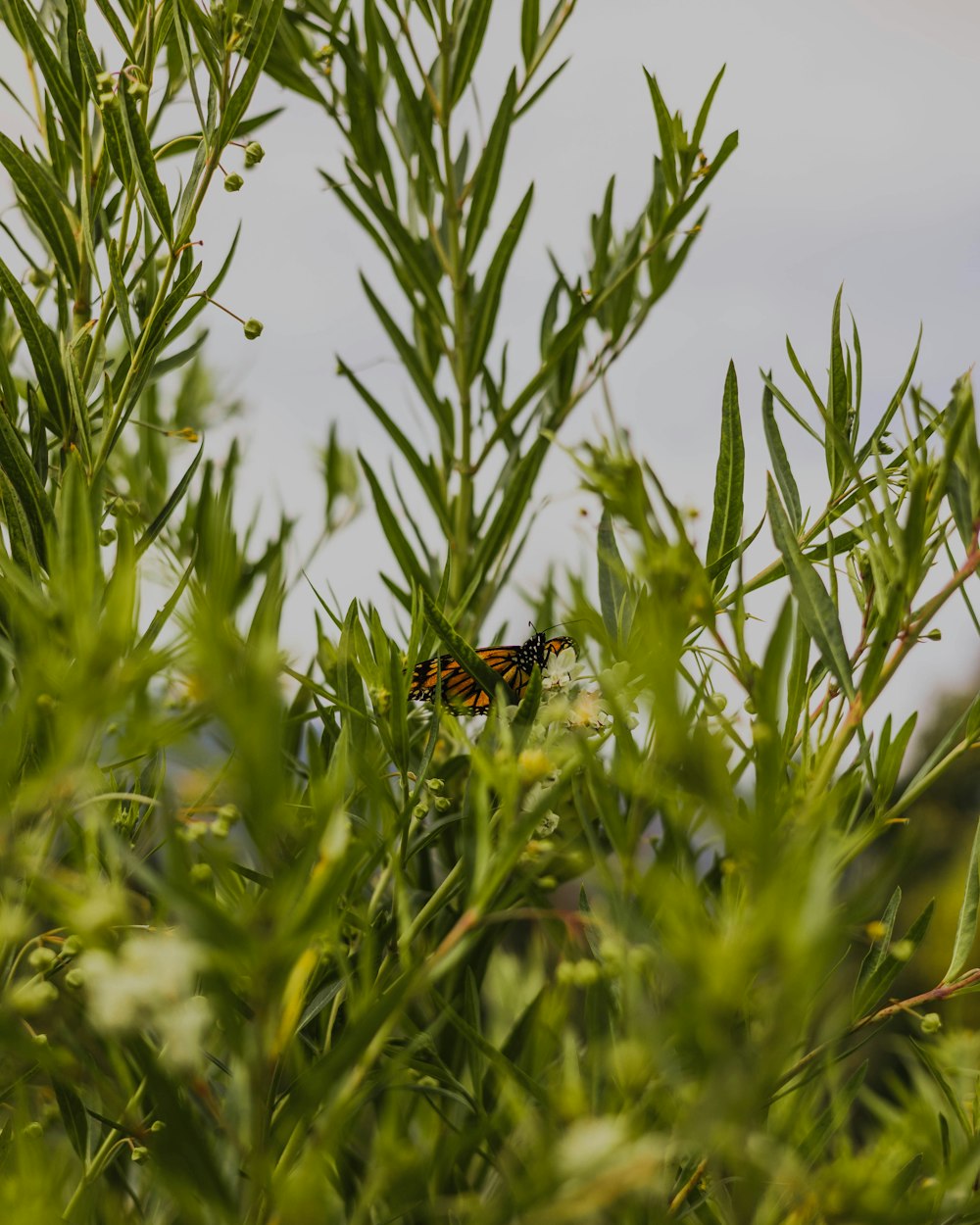 a butterfly sitting on top of a green plant