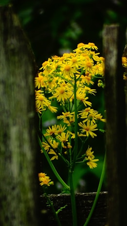 Rows of vibrant flowers blooming alongside a rustic wooden fence.