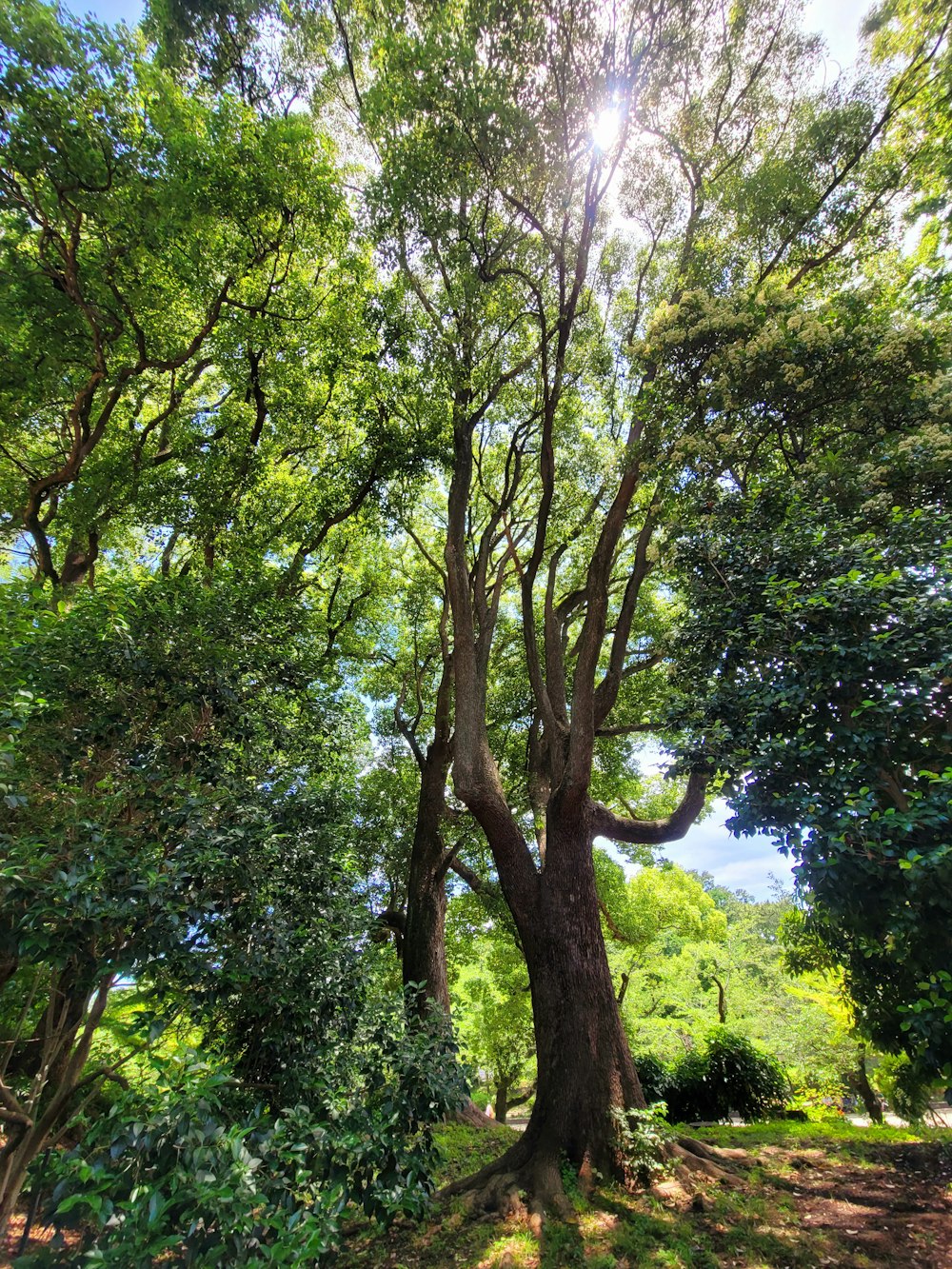 a large tree in the middle of a forest