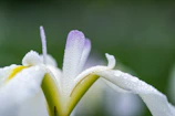 Close-up shot of a delicate flower with morning dew drops.