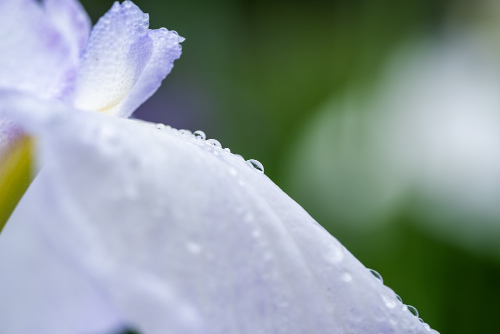 a close up of a white flower with drops of water on it