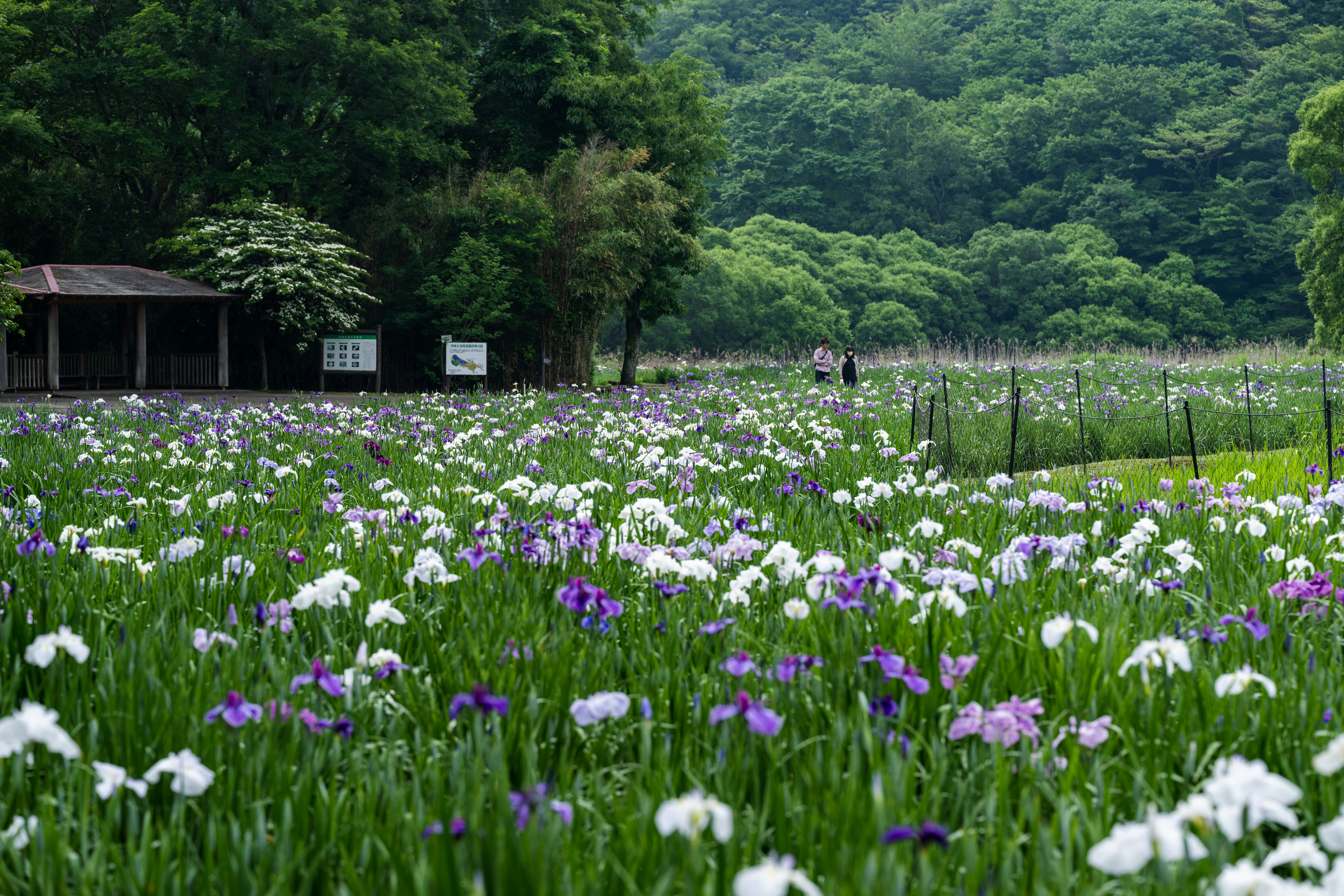 Photo by pafuxu