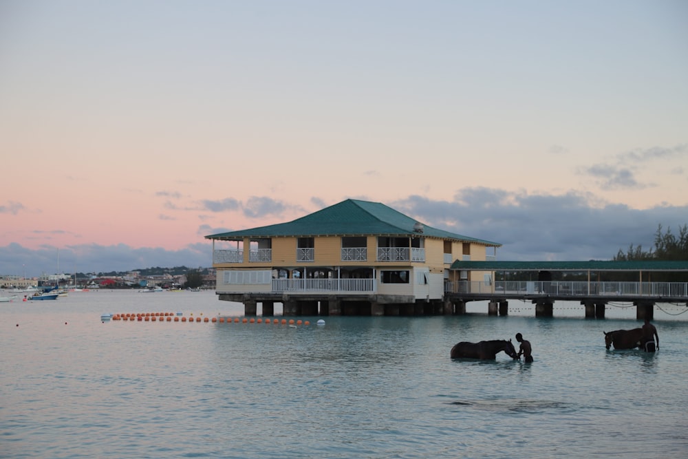 a couple of horses standing in a body of water