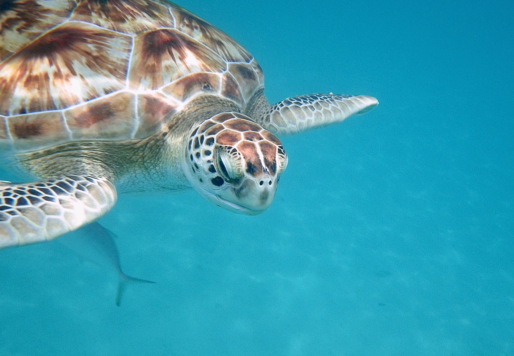 A green turtle swimming in the clear water of Paynes Bay, Barbados
