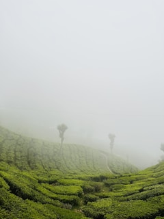 a foggy day in the middle of a tea plantation