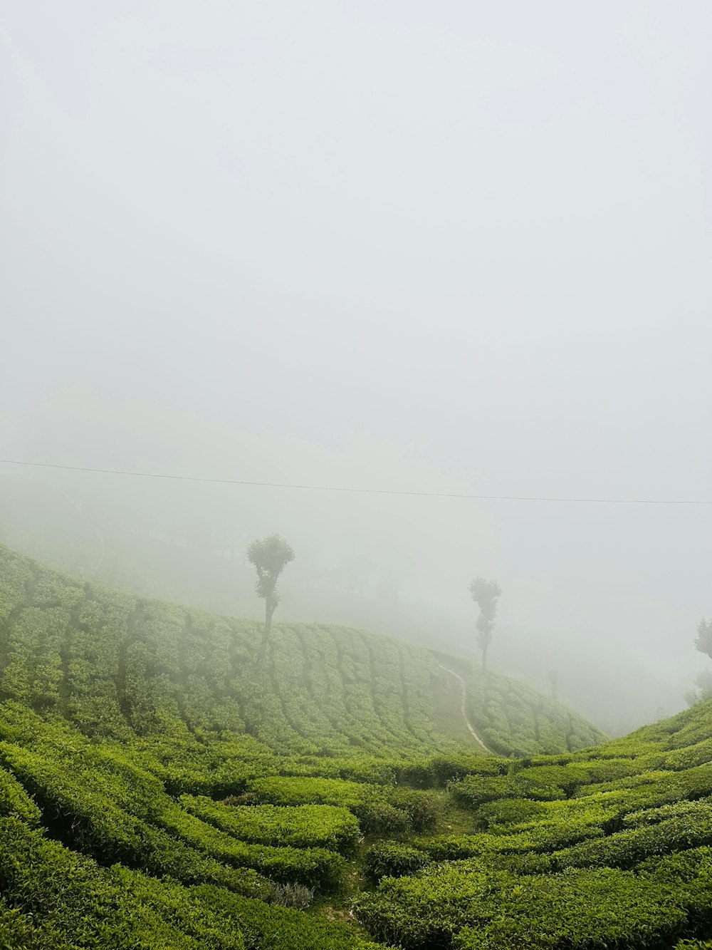 a foggy day in the middle of a tea plantation