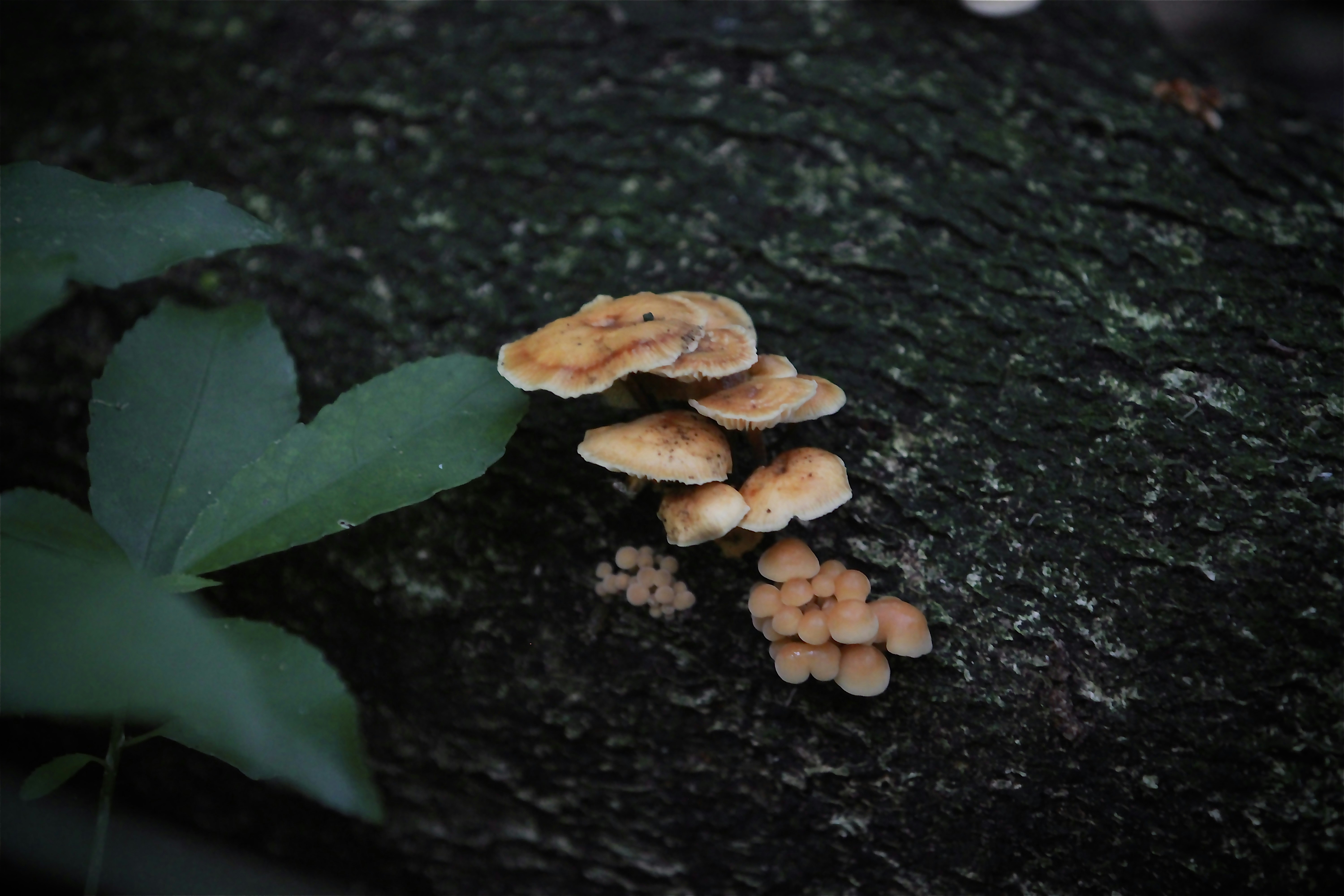 a group of mushrooms growing on a tree