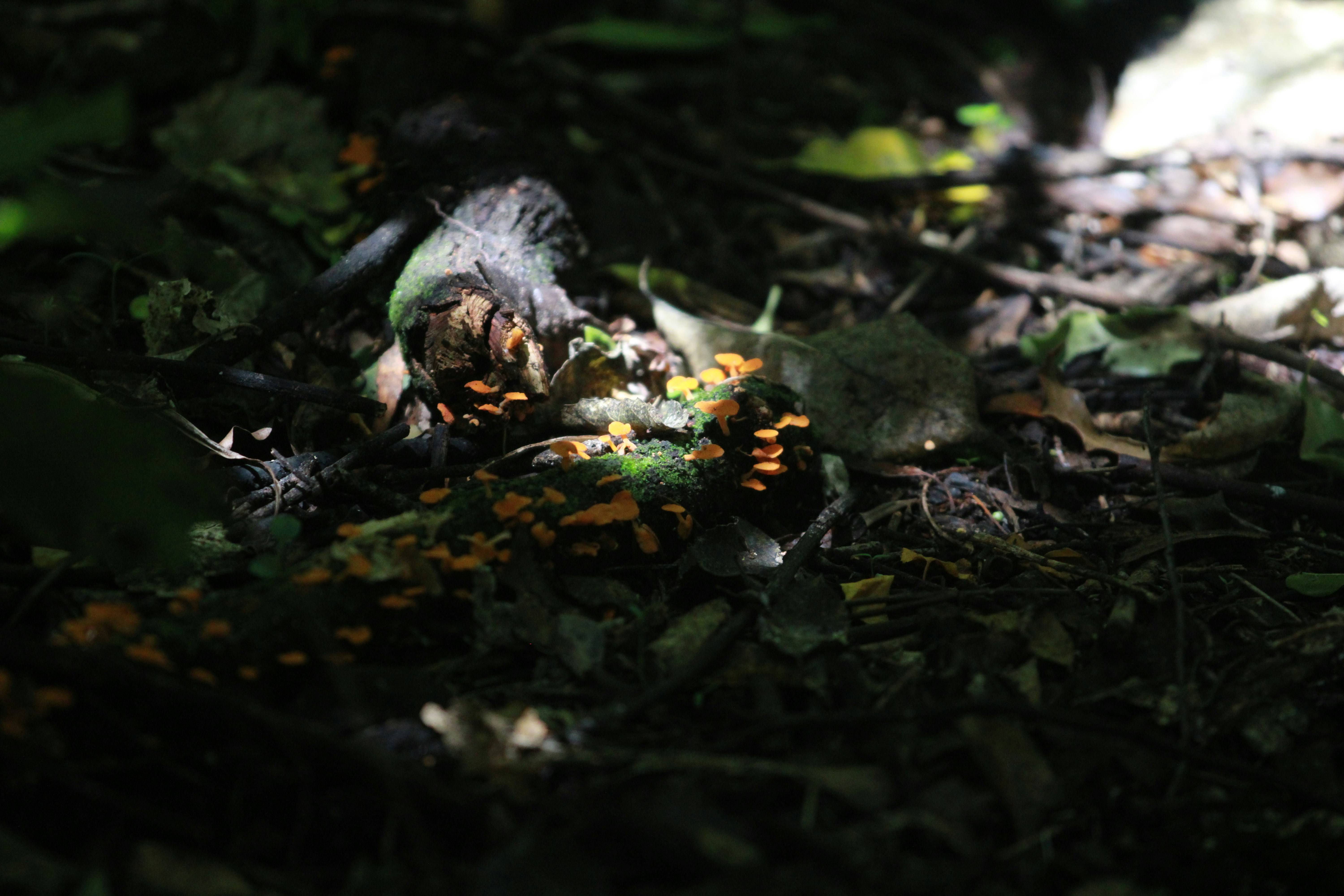 a close up of a leaf on the ground