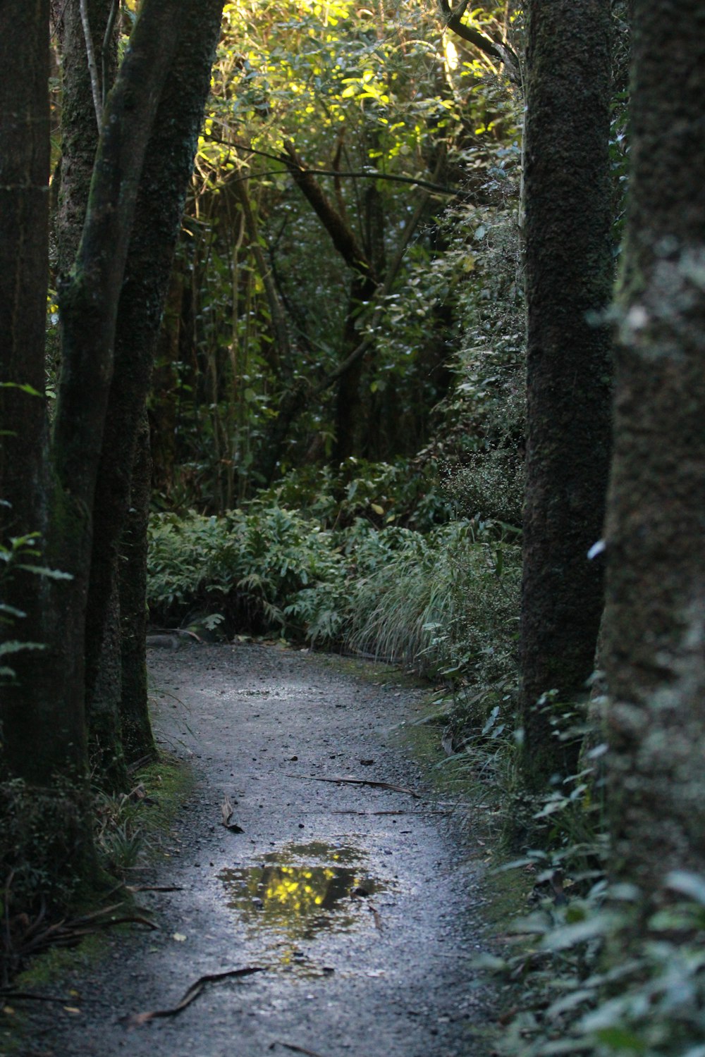 ein Weg mitten in einem Wald mit vielen Bäumen