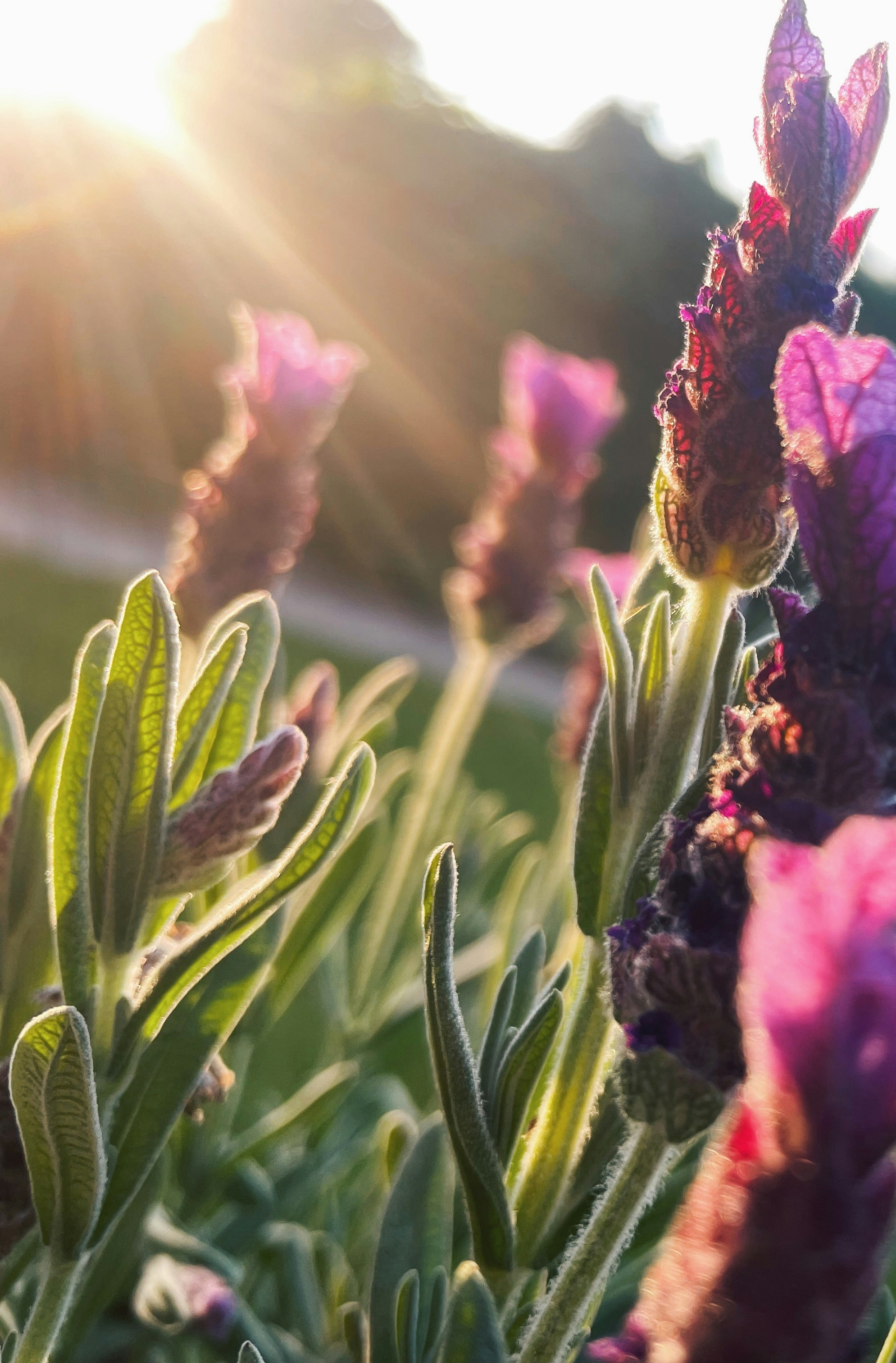 A field of purple flowers with the sun shining in the background photo ...