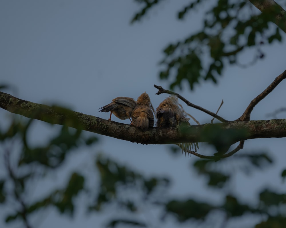 a couple of birds sitting on top of a tree branch