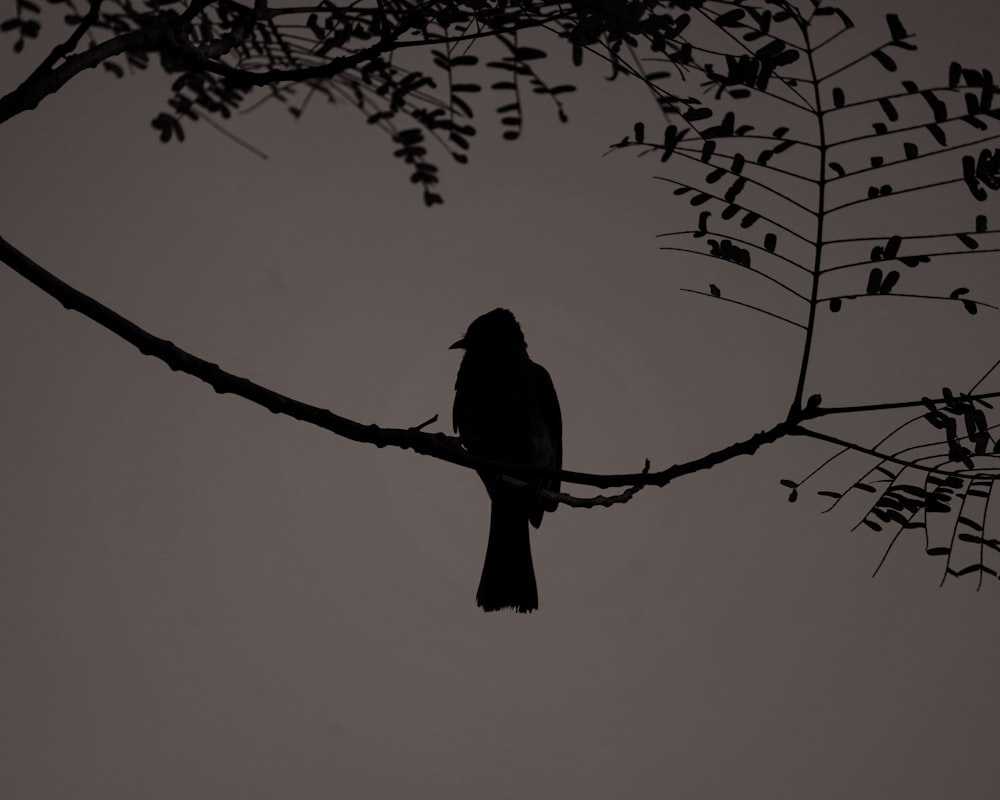 a bird sitting on a branch of a tree