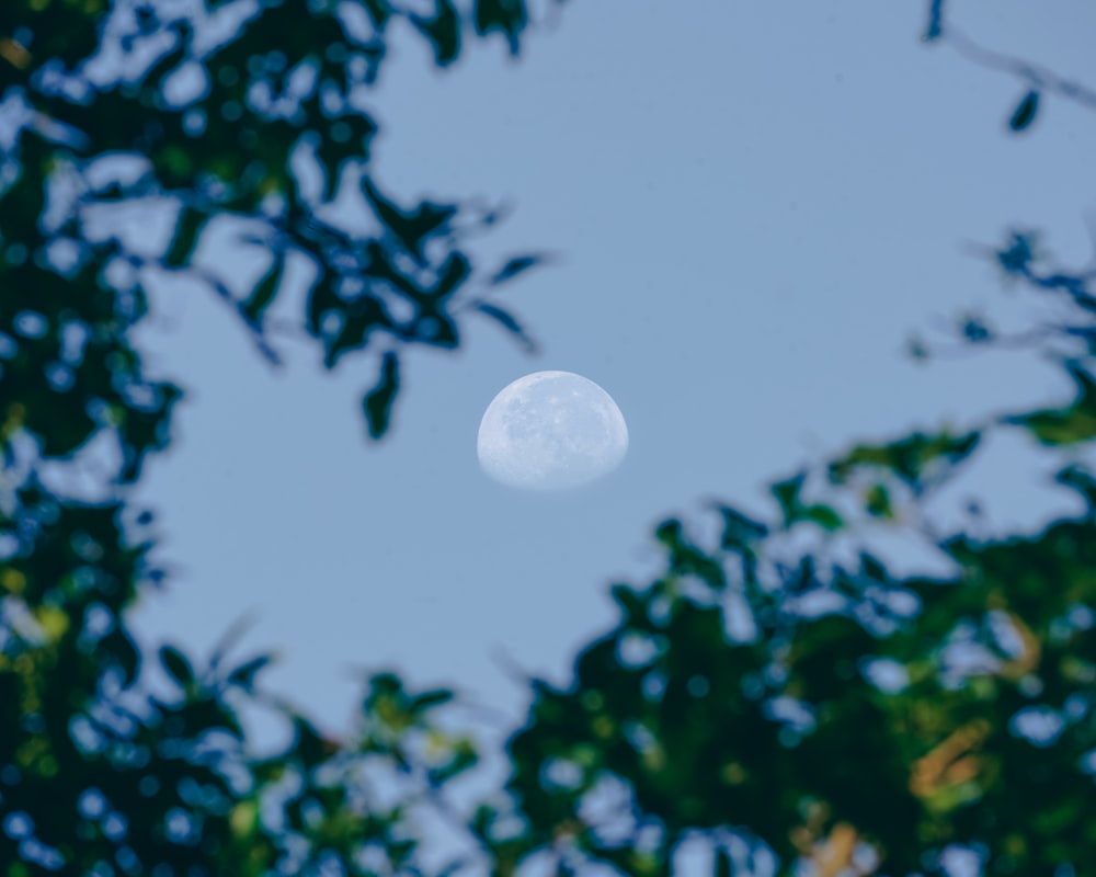 a view of the moon through the leaves of a tree
