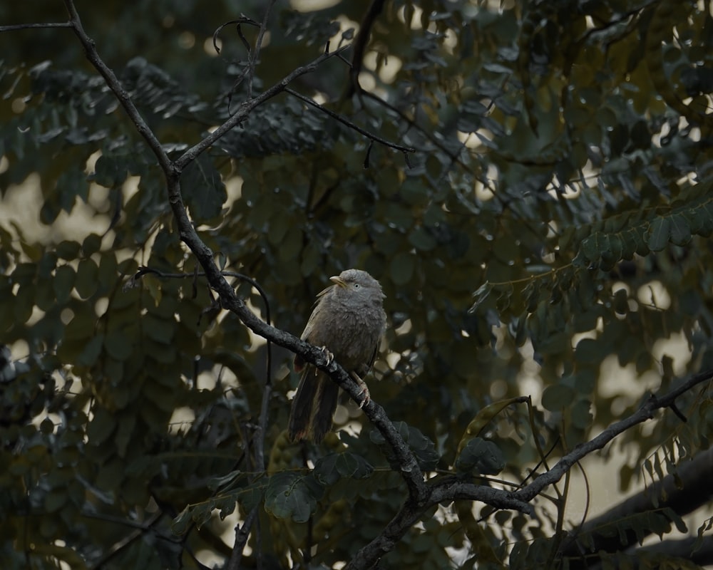 a bird perched on a branch of a tree